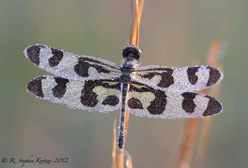 Celithemis fasciata, female